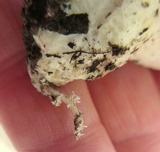 Stropharia coronilla image