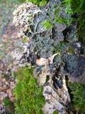 Pseudocyphellaria anthraspis image