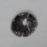 Panaeolus fimicola image