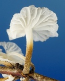 Hemimycena candida image