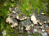 Pseudocyphellaria anthraspis image