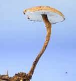 Crinipellis zonata image