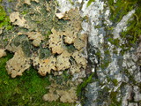 Pseudocyphellaria anthraspis image