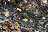 Pluteus chrysophlebius image