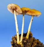 Pluteus chrysophlebius image