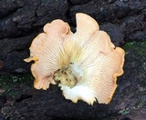 Cantharellus velutinus image