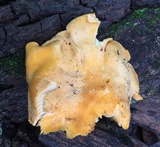 Cantharellus velutinus image