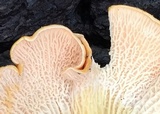 Cantharellus velutinus image