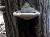 Fomitopsis ochracea image