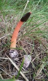 Phallus rubicundus image
