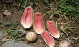 Mutinus elegans image