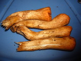 Clavariadelphus truncatus image