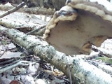 Fomes excavatus image