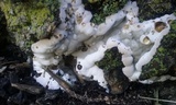 Kretzschmaria deusta image