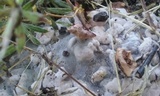 Kretzschmaria deusta image