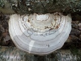 Fomes excavatus image