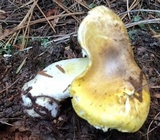 Floccularia albolanaripes image