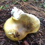 Floccularia albolanaripes image