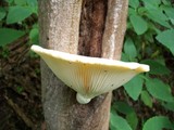 Pleurotus dryinus image