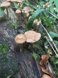 Lentinula boryana image
