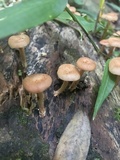 Lentinula boryana image