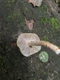 Lentinula boryana image