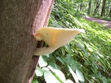 Pleurotus dryinus image