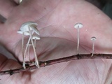 Mycetinis opacus image