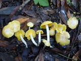 Hygrocybe flavifolia image