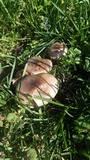 Pluteus petasatus image
