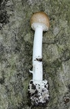 Amanita solaniolens image