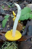 Hygrocybe flavifolia image