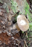 Tylopilus felleus image