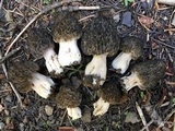 Morchella snyderi image