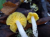 Hygrocybe flavifolia image