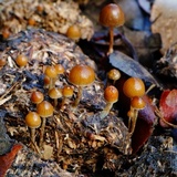 Psilocybe alutacea image