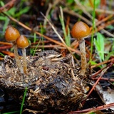Psilocybe alutacea image