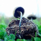 Psilocybe alutacea image