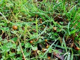 Psilocybe alutacea image