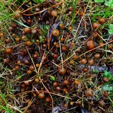 Psilocybe alutacea image