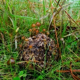 Psilocybe alutacea image