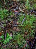 Psilocybe alutacea image