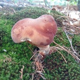 Xanthoconium purpureum image