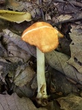 Marasmius strictipes image