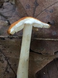Marasmius strictipes image