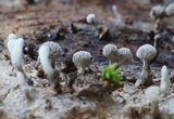 Phleogena faginea image