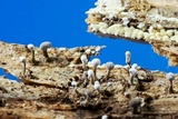 Phleogena faginea image