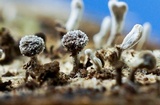 Phleogena faginea image
