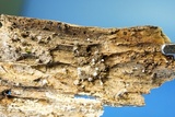 Phleogena faginea image