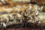 Phleogena faginea image